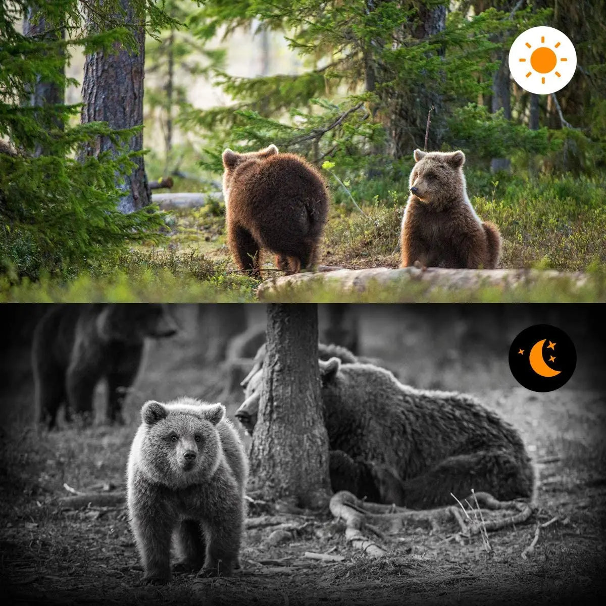 Advanced Night Vision Trail Camera