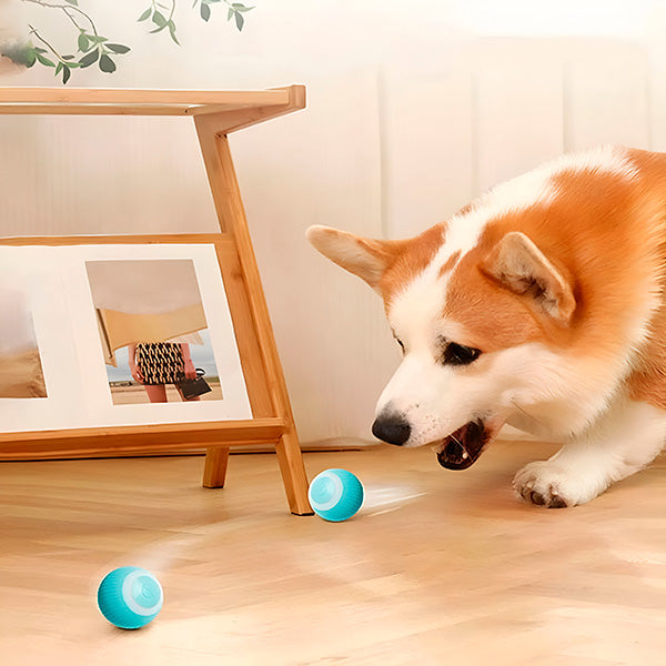 Interactive Pet Ball, Rolls Automatically