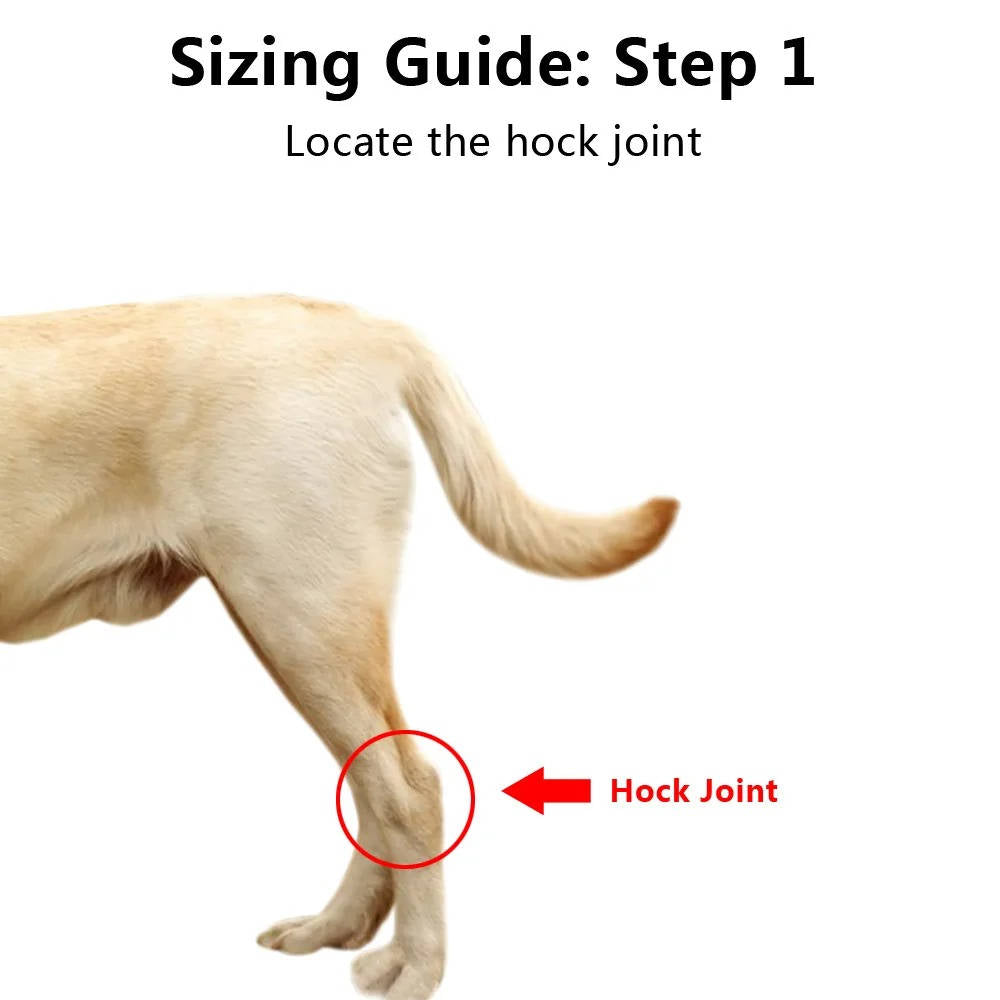 Orthopedic Braces For Dogs