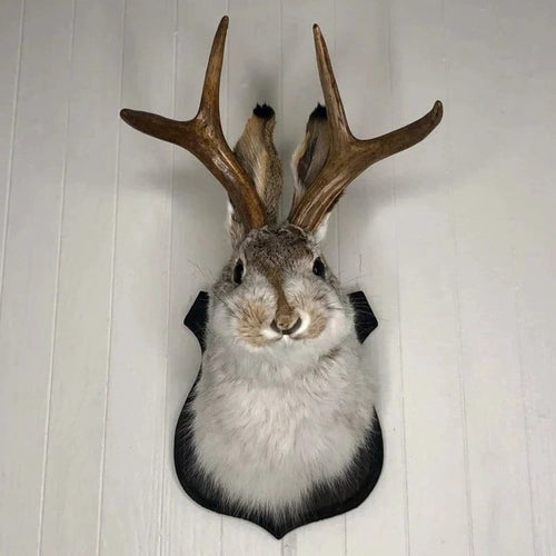 Jackalope Wall Decor